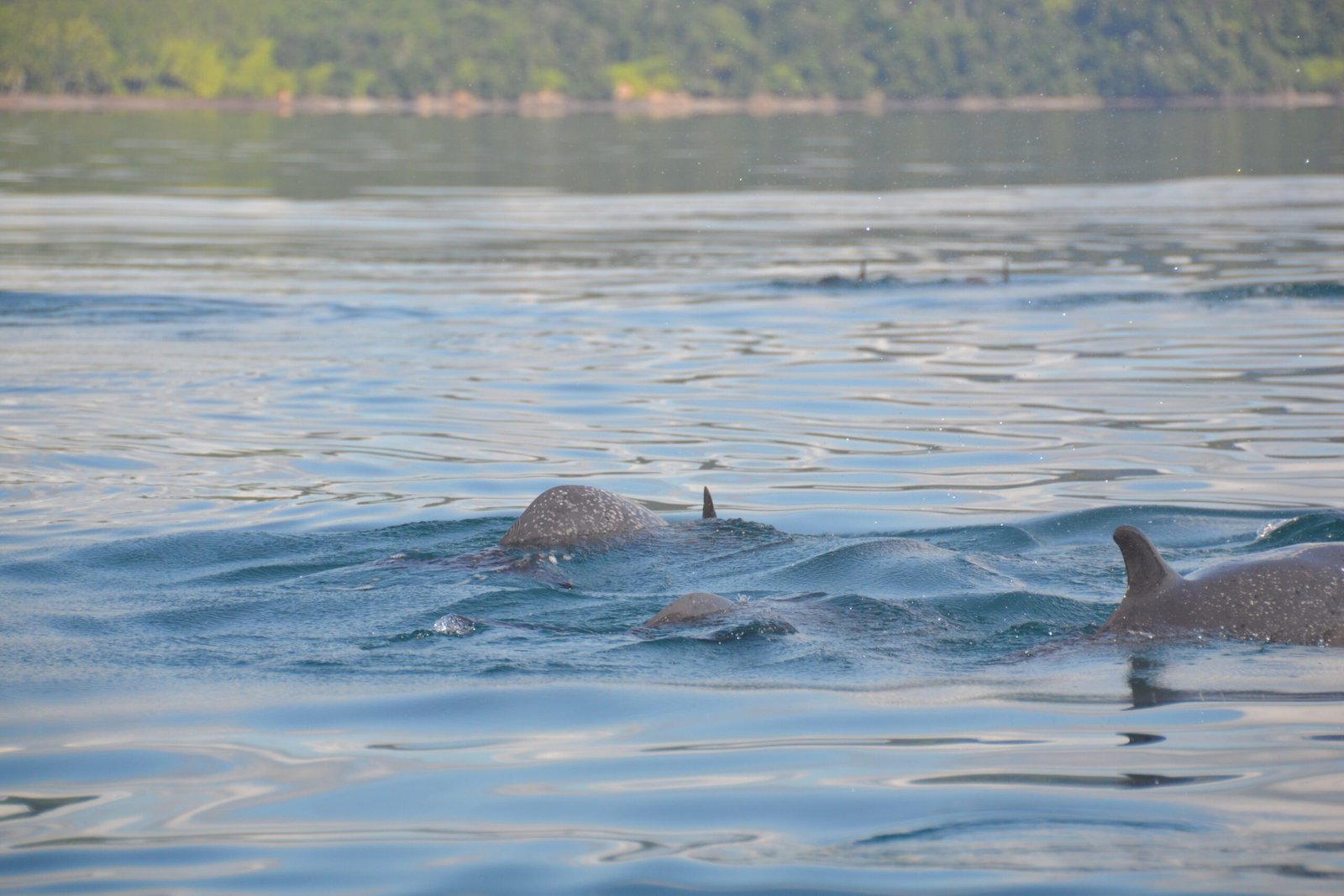Pantropical spotted dolphin (Stenella attenuata)