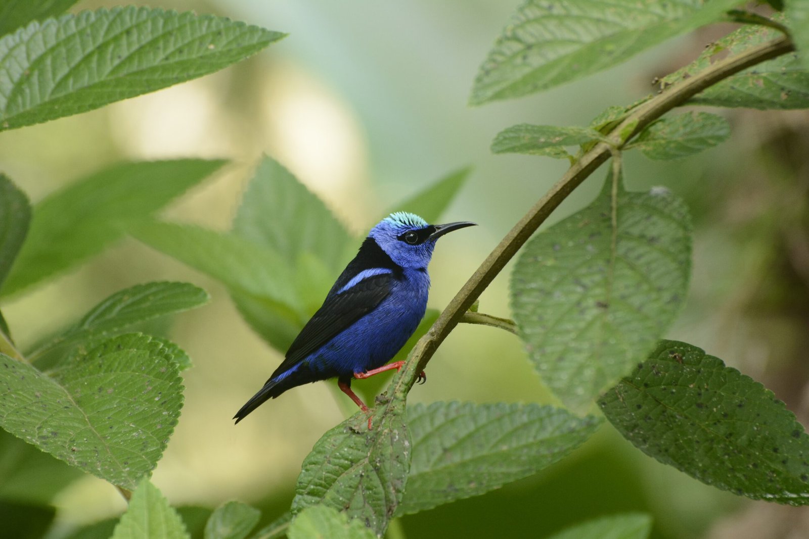 Red-legged honeycreeper (Cyanerpes cyaneus)